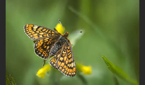 Abbiß-Scheckenfalter (Eurodryas aurinia)