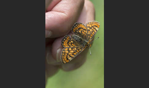 Abbiß-Scheckenfalter (Eurodryas aurinia)