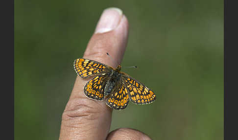 Abbiß-Scheckenfalter (Eurodryas aurinia)