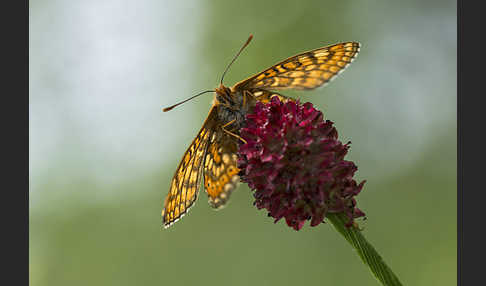 Abbiß-Scheckenfalter (Eurodryas aurinia)