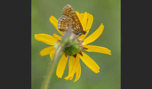 Abbiß-Scheckenfalter (Eurodryas aurinia)