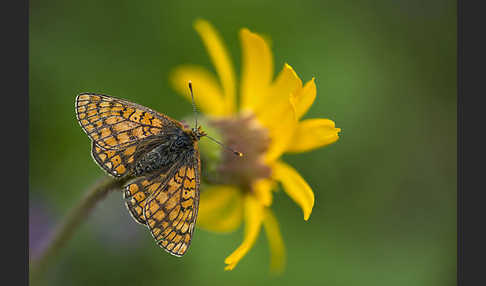 Abbiß-Scheckenfalter (Eurodryas aurinia)