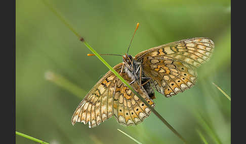 Abbiß-Scheckenfalter (Eurodryas aurinia)