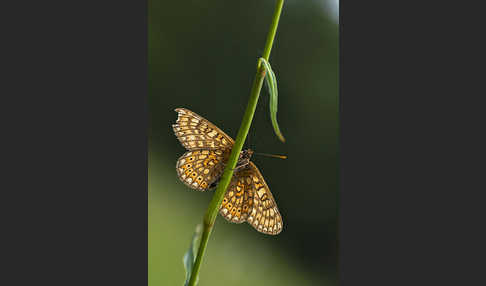 Abbiß-Scheckenfalter (Eurodryas aurinia)