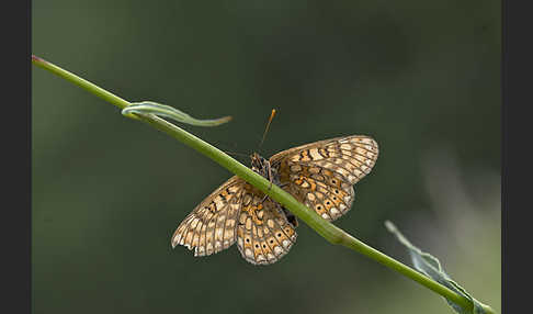 Abbiß-Scheckenfalter (Eurodryas aurinia)