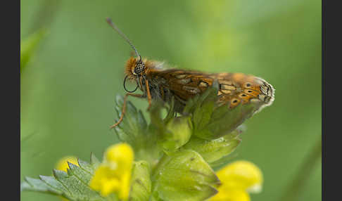 Abbiß-Scheckenfalter (Eurodryas aurinia)