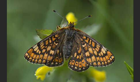 Abbiß-Scheckenfalter (Eurodryas aurinia)