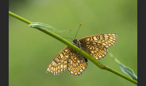 Abbiß-Scheckenfalter (Eurodryas aurinia)