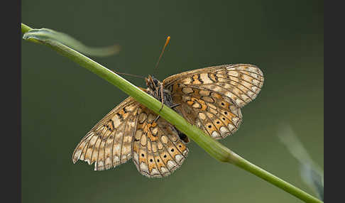 Abbiß-Scheckenfalter (Eurodryas aurinia)