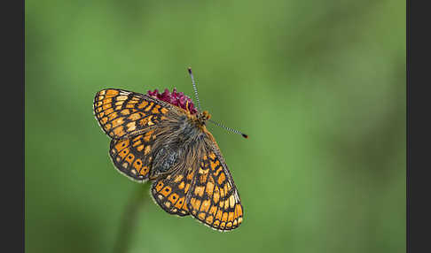 Abbiß-Scheckenfalter (Eurodryas aurinia)