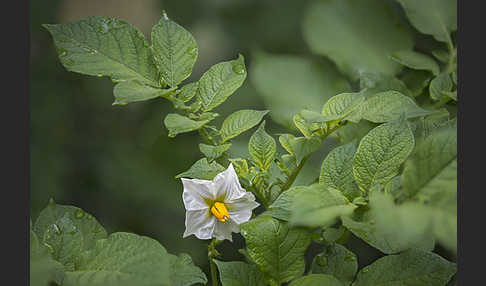 Kartoffel (Solanum tuberosum)