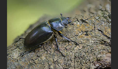 Hirschkäfer (Lucanus cervus)