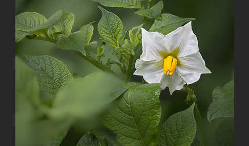 Kartoffel (Solanum tuberosum)