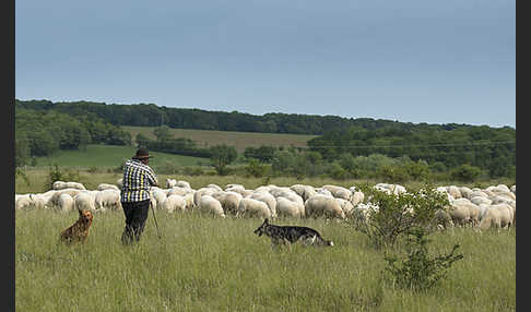 Hausschaf (Ovis gmelini aries)