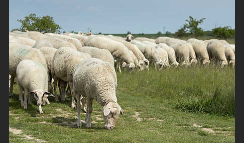 Hausschaf (Ovis gmelini aries)