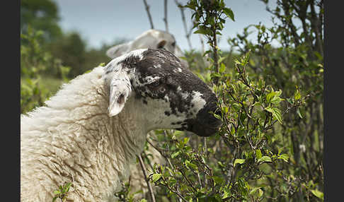 Hausschaf (Ovis gmelini aries)