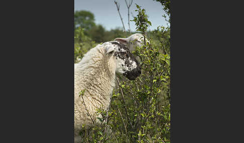 Hausschaf (Ovis gmelini aries)