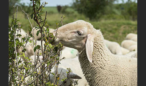 Hausschaf (Ovis gmelini aries)