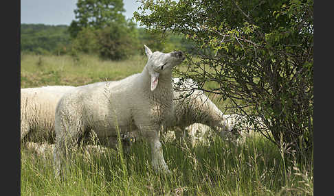 Hausschaf (Ovis gmelini aries)