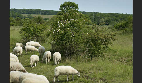 Hausschaf (Ovis gmelini aries)