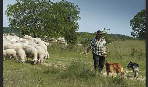 Hausschaf (Ovis gmelini aries)