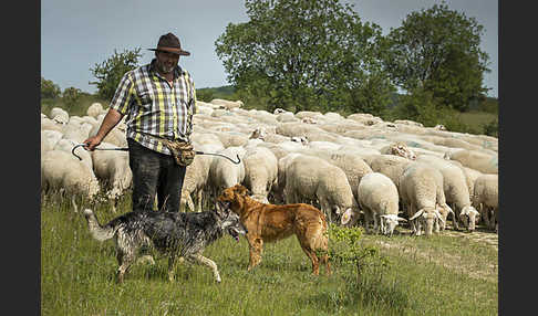 Hausschaf (Ovis gmelini aries)