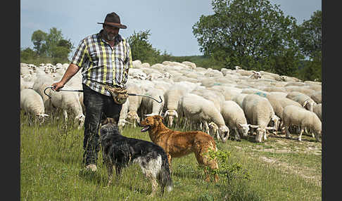 Hausschaf (Ovis gmelini aries)