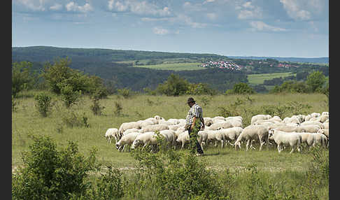 Hausschaf (Ovis gmelini aries)