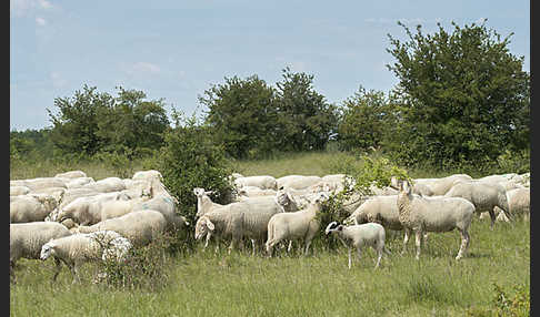 Hausschaf (Ovis gmelini aries)