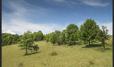 Thüringen (Thuringia)