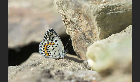 Fetthennenbläuling (Scolitantides orion)