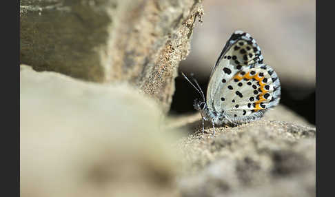 Fetthennenbläuling (Scolitantides orion)