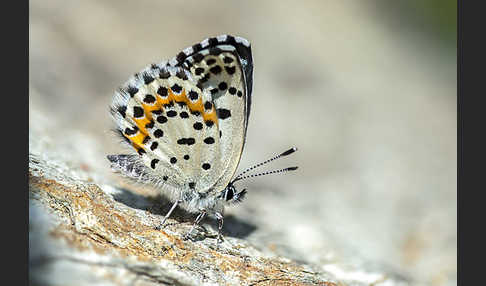 Fetthennenbläuling (Scolitantides orion)