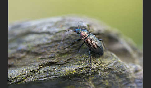 Kupferfarbene Buntgrabläufer (Poecilus cupreus)