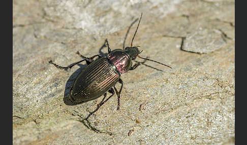 Kupferfarbene Buntgrabläufer (Poecilus cupreus)