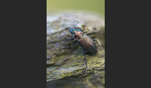 Kupferfarbene Buntgrabläufer (Poecilus cupreus)