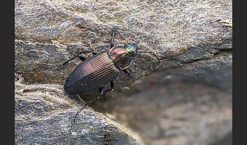 Kupferfarbene Buntgrabläufer (Poecilus cupreus)