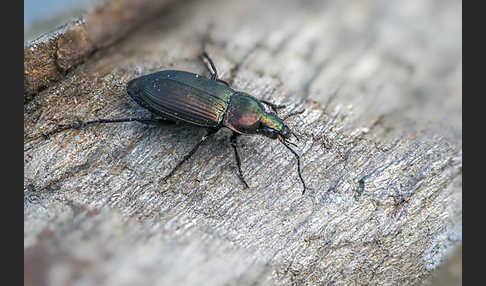 Kupferfarbene Buntgrabläufer (Poecilus cupreus)