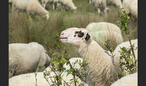 Hausschaf (Ovis gmelini aries)