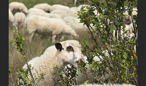 Hausschaf (Ovis gmelini aries)