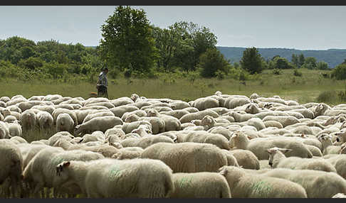 Hausschaf (Ovis gmelini aries)