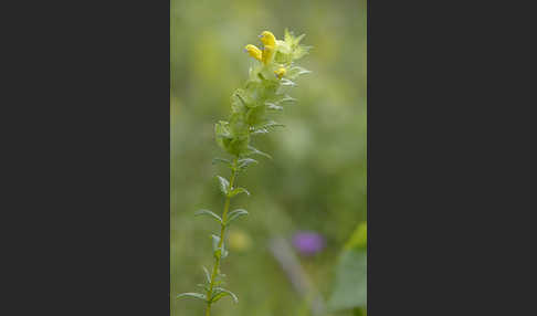 Drüsiger Klappertopf (Rhinanthus rumelicus)