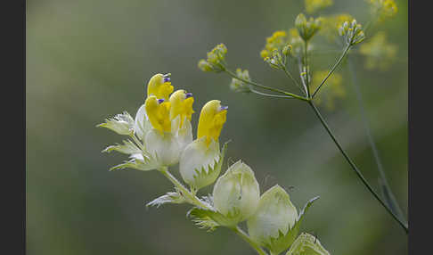 Drüsiger Klappertopf (Rhinanthus rumelicus)