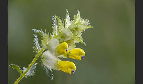 Drüsiger Klappertopf (Rhinanthus rumelicus)