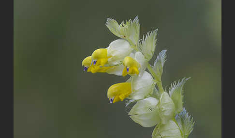 Drüsiger Klappertopf (Rhinanthus rumelicus)