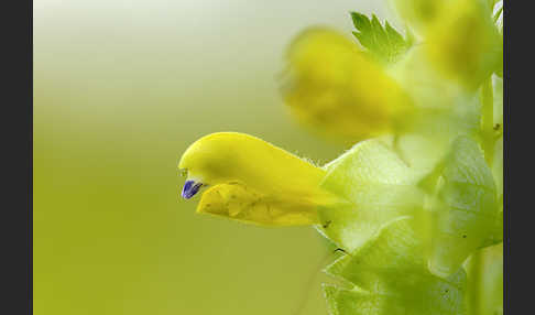 Drüsiger Klappertopf (Rhinanthus rumelicus)