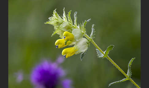 Drüsiger Klappertopf (Rhinanthus rumelicus)