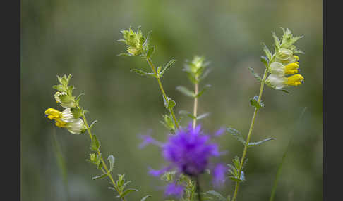 Drüsiger Klappertopf (Rhinanthus rumelicus)