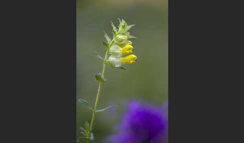 Drüsiger Klappertopf (Rhinanthus rumelicus)