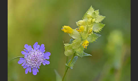 Drüsiger Klappertopf (Rhinanthus rumelicus)